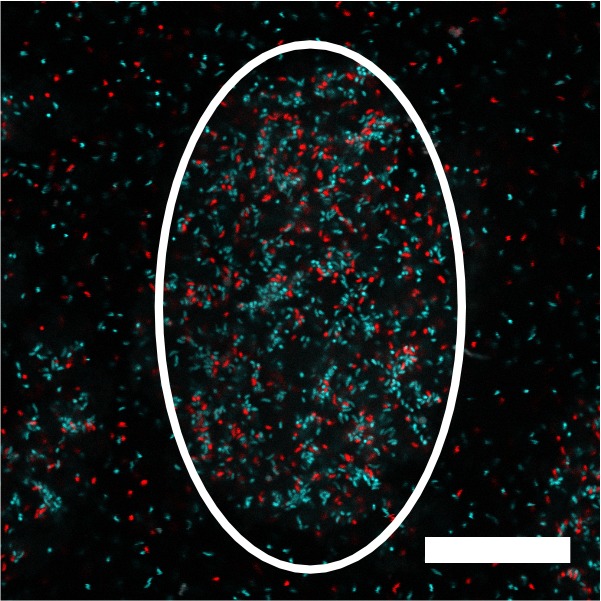 Figure 2—figure supplement 7.