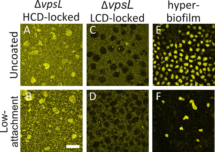 Figure 2—figure supplement 1.