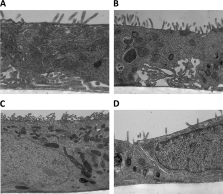 Fig. 5.