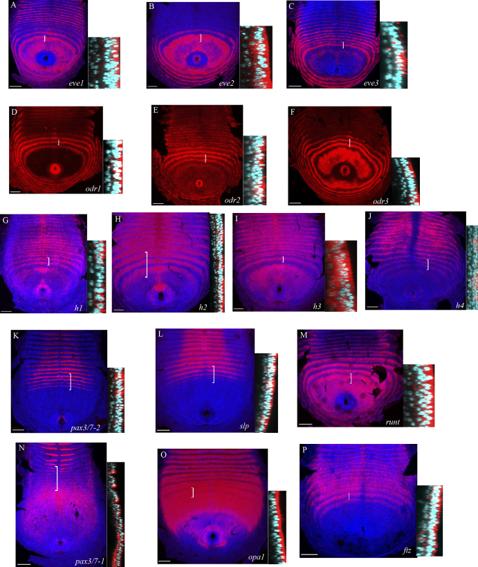 Supplementary Fig. S4