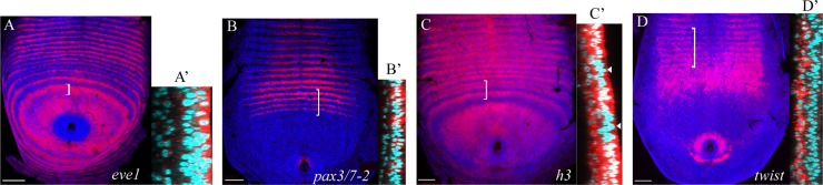 Fig. 4