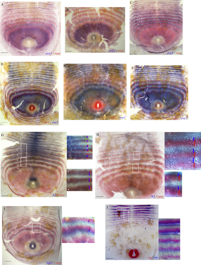 Supplementary Fig. S3