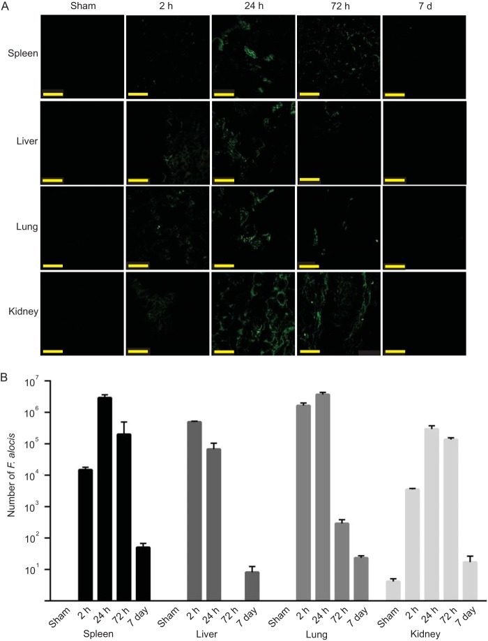 FIG 2