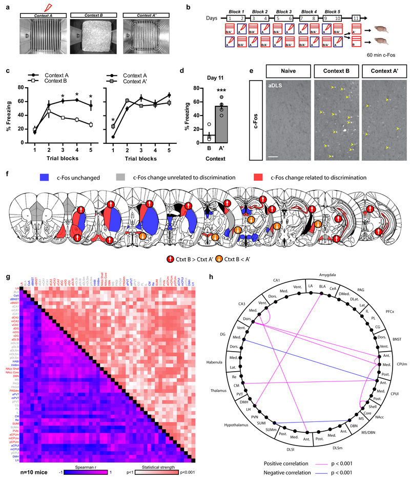 Dorsolateral septum somatostatin interneurons gate mobility to ...