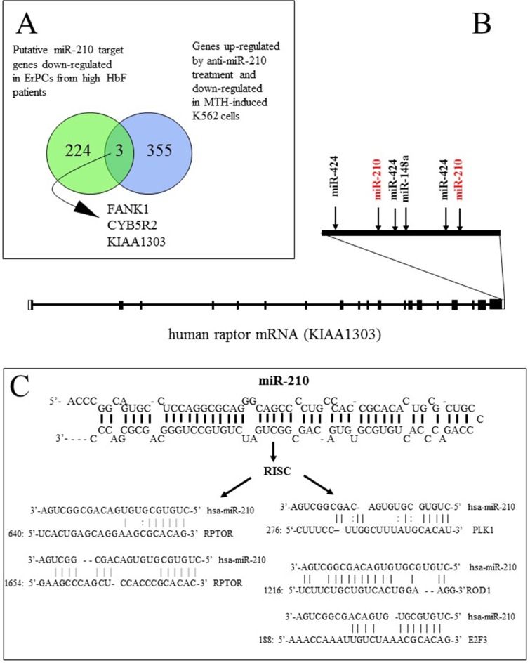 Fig 5