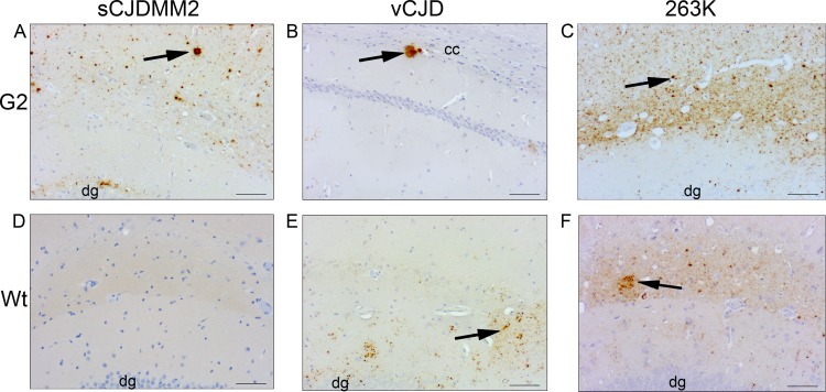 FIG 2