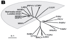 Figure 1 (b)