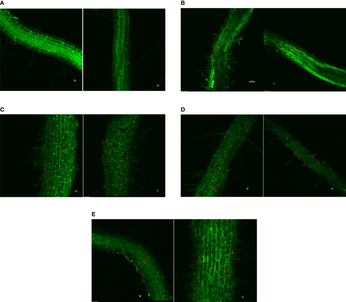 Figure 4