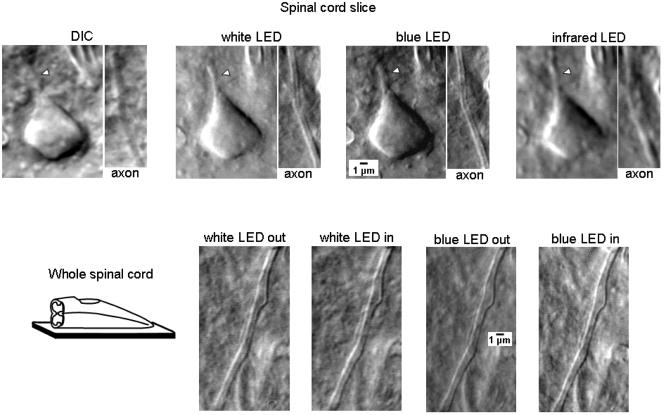 Fig. 4