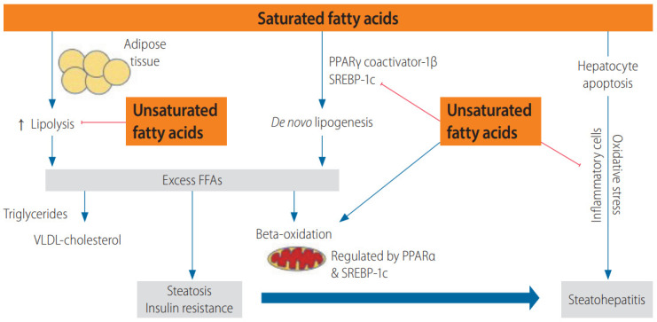 Evidence-based clinical advice for nutrition and dietary weight loss ...