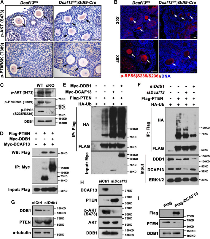 Fig. 6