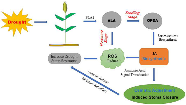 Figure 11