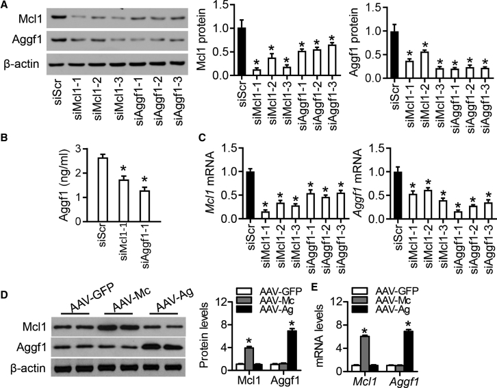 Figure 3