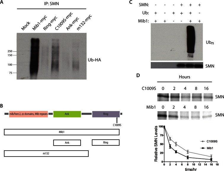 FIGURE 1: