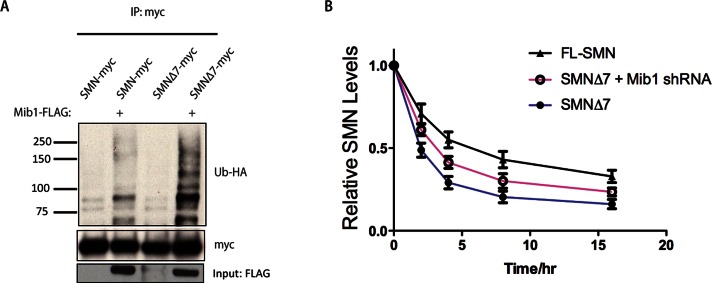 FIGURE 5: