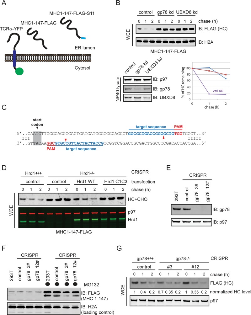 FIGURE 3: