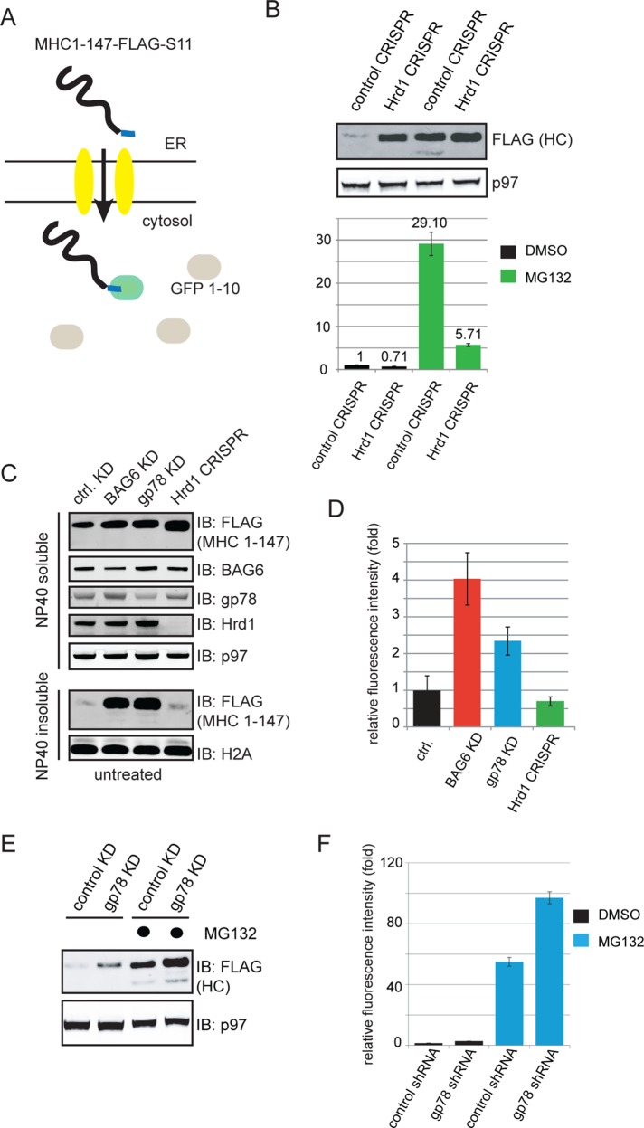 FIGURE 5: