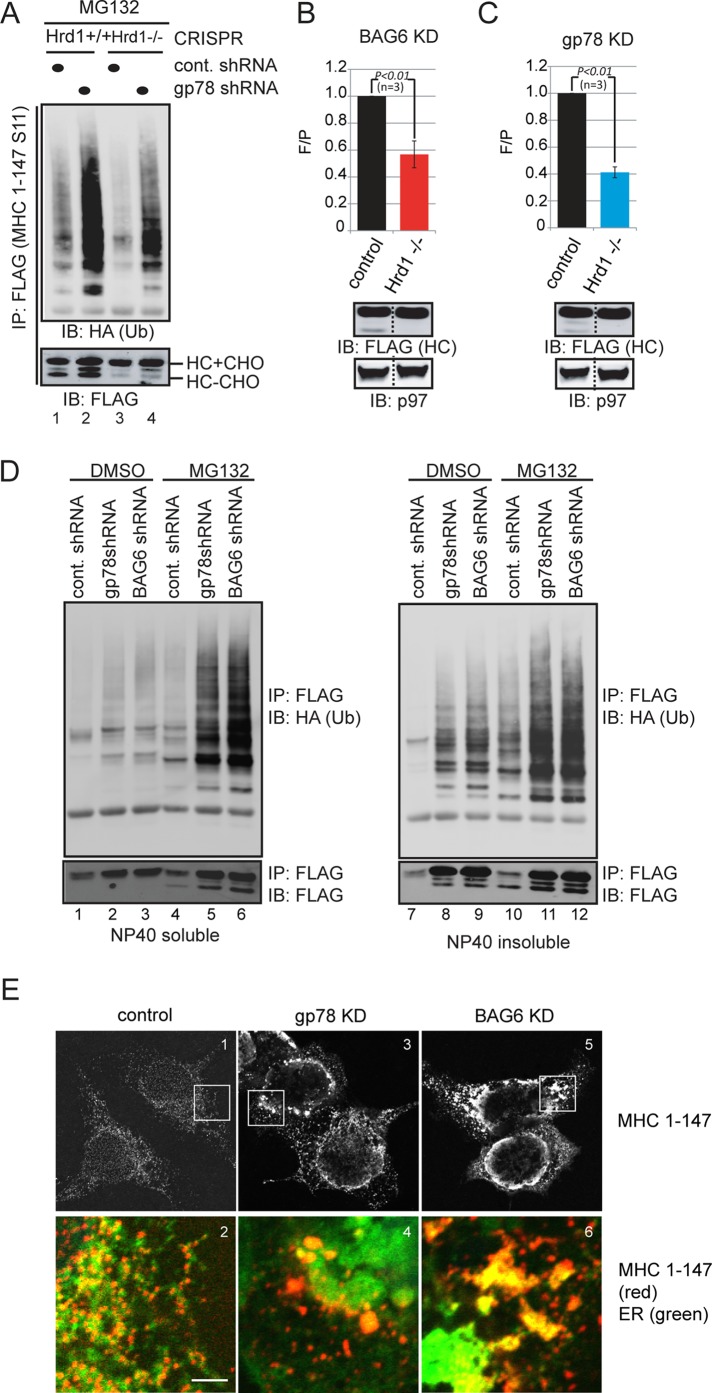 FIGURE 6: