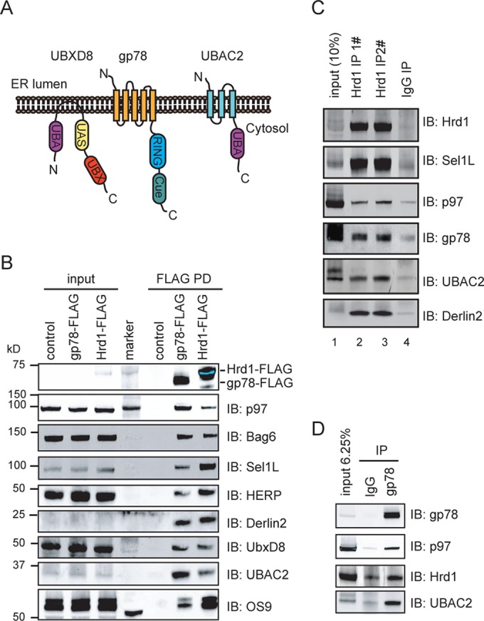 FIGURE 1: