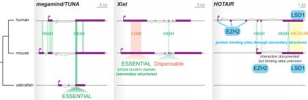 Box 1 Conservation of biological function despite low sequence conservation