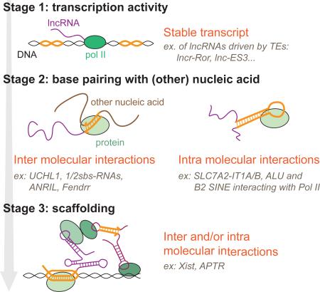 Box 2: Contribution of TEs to lncRNA evolution and function