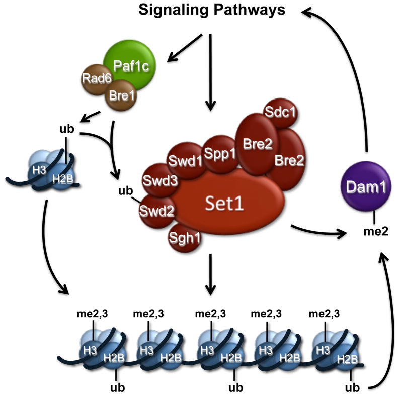 Figure 6