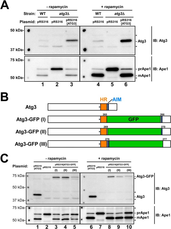 FIGURE 1.