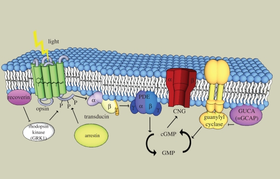 Figure 1.