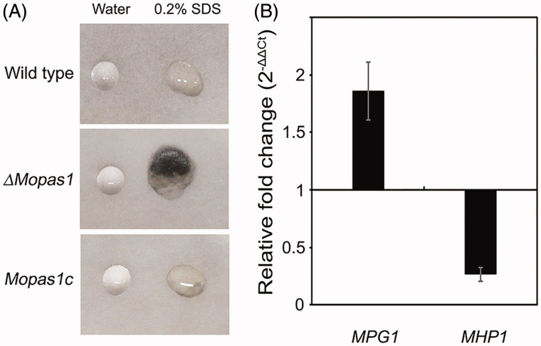 Figure 5.