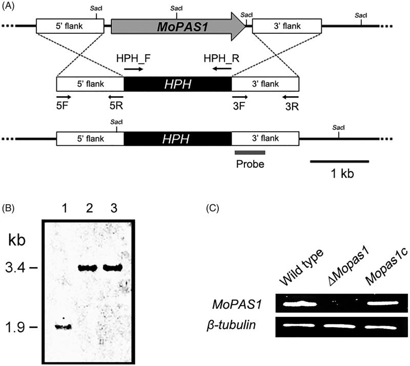 Figure 2.