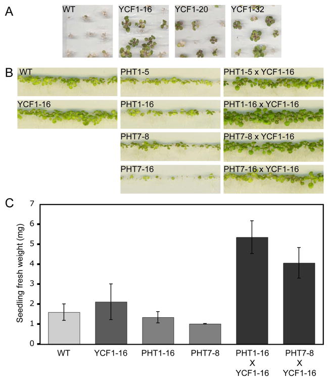 Fig. 4