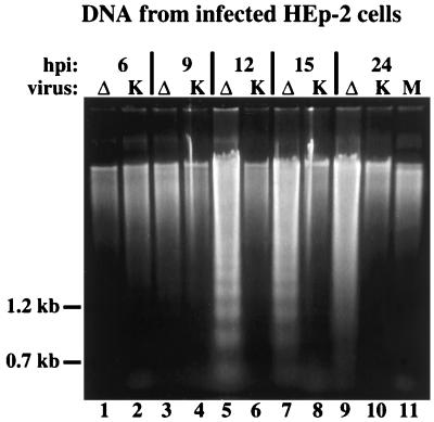 FIG. 5