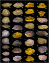 Fig 11
