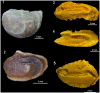 Fig 12