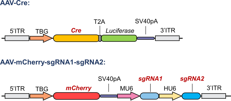 Figure 2