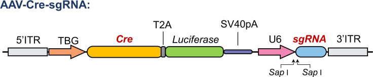 Figure 1