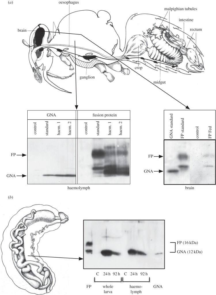 Figure 3.