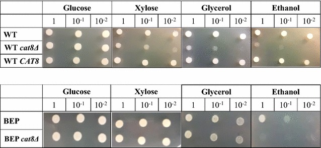 Fig. 1