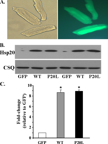 FIGURE 3.