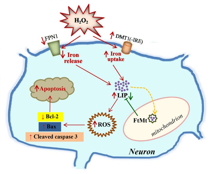 Figure 7.