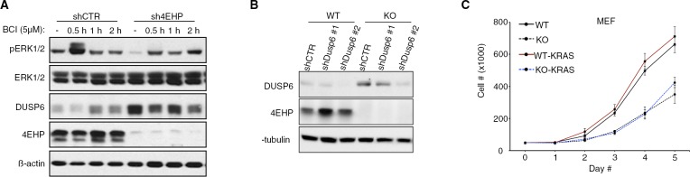 Figure 4—figure supplement 1.