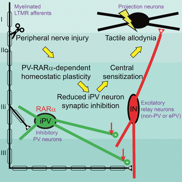 graphic file with name nihms-1841833-f0001.jpg