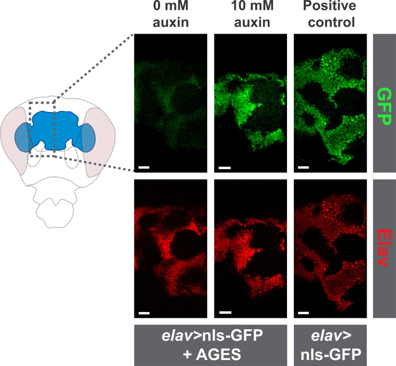 Figure 4—figure supplement 1.