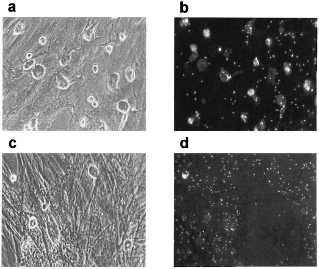 FIG. 7.