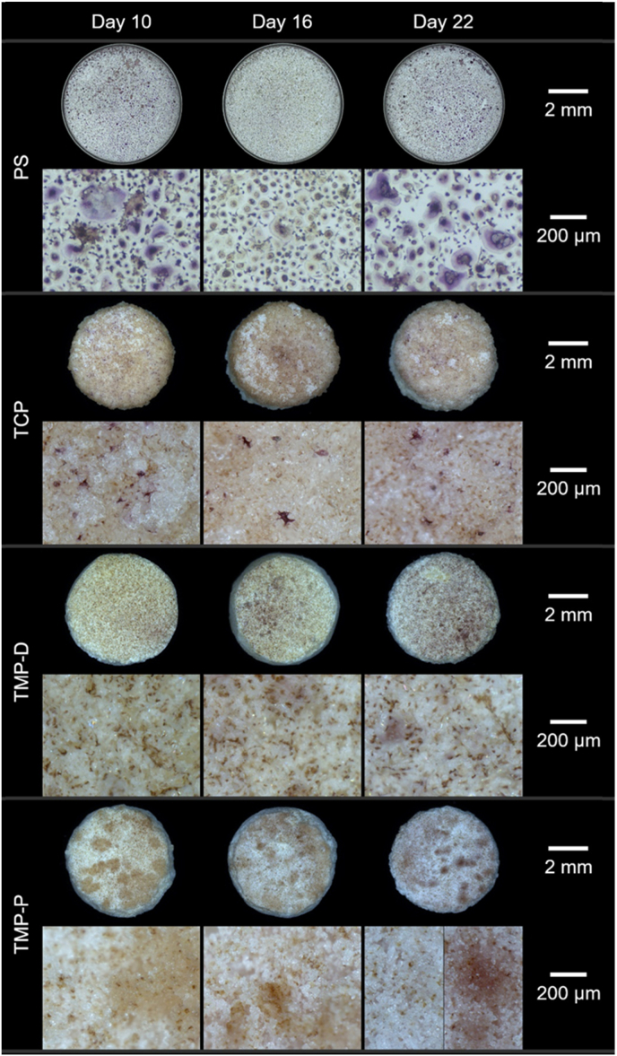 Fig. 8