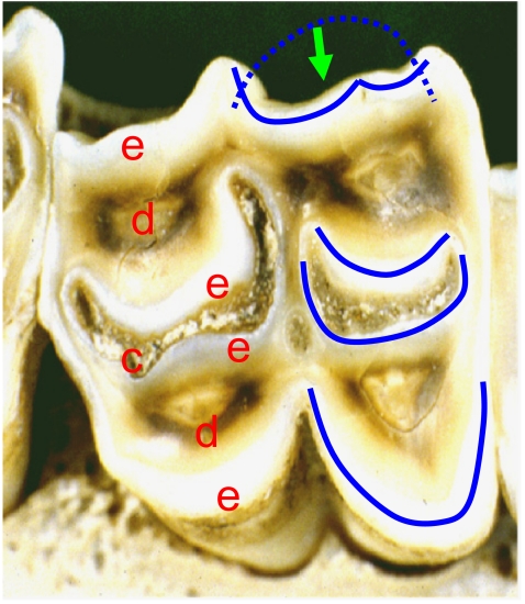 Fig. 5