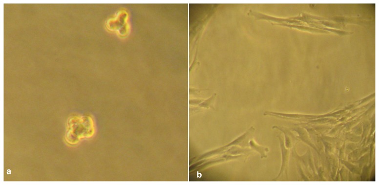 Figure 1 a,b