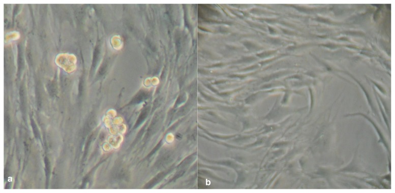 Figure 2 a,b