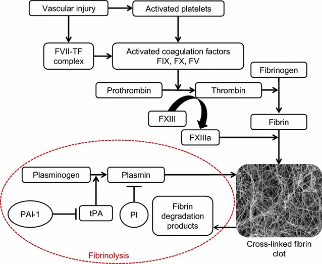 Fig. 1