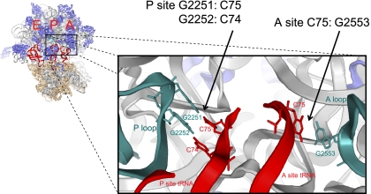 FIGURE 1.